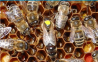 Матка Карпатка 2018 ПЛІДНІ БДЖОЛОМАТКИ (Пчеломатки, Пчелиные матки)