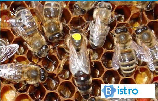 Матка Карпатка 2018 ПЛІДНІ БДЖОЛОМАТКИ (Пчеломатки, Пчелиные матки) - изображение 1