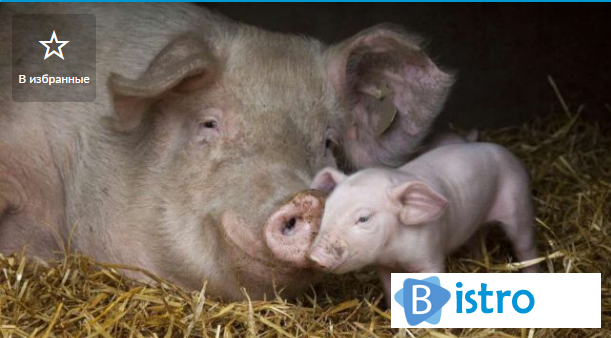 Продам свиней мясної породи від 130 кільграм! - изображение 1