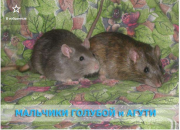 Ручные крысята из питомника "Украинский Дом Крысы"