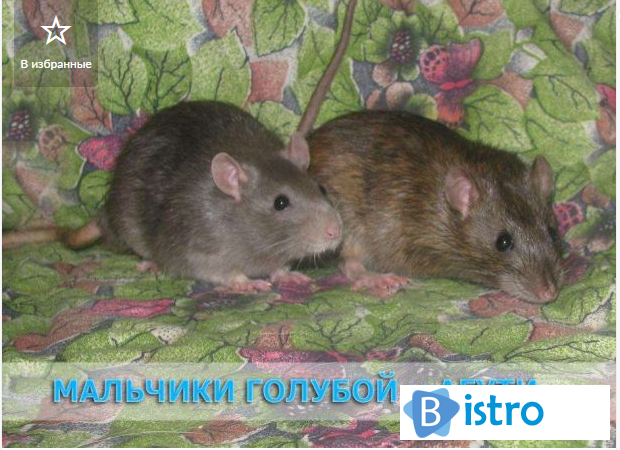 Ручные крысята из питомника "Украинский Дом Крысы" - изображение 1