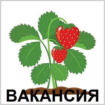 ВАКАНСІЯ ||| Робота сортувальник Саджанців Полуниці в ПОЛЬЩІ - изображение 1