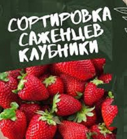 РАБОТА в ПОЛЬШЕ. Сортировка саженцев КЛУБНИКИ - изображение 1