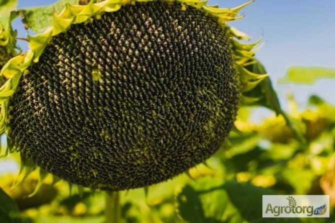 Купити насіння соняшнику, засоби захисту рослин та добрива - изображение 1