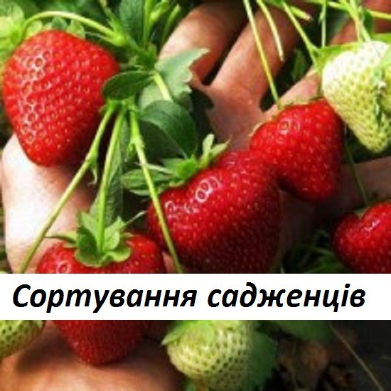 Потрібні працівники на сезонну роботу - сортування саджанців. - изображение 1