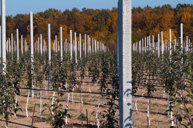 Продам бетонные столбики для садов, виноградников, оград - изображение 1