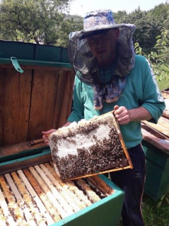 Продаются пчеломатки Карпатка. Бджоломатки - изображение 1