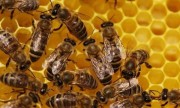 Продам бджоли, бджолосім'ї без вуликів або з вуликами дадан