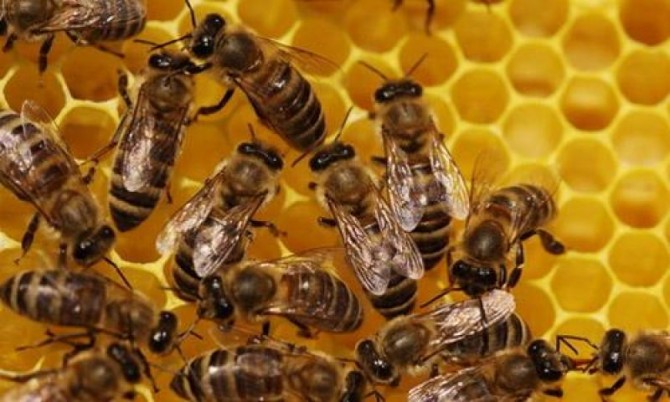 Продам бджоли, бджолосім'ї без вуликів або з вуликами дадан - изображение 1