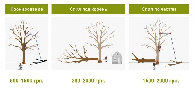 Обрезка деревьев в Харькове - изображение 1