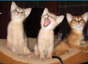 Мини пумы – абиссинские котята