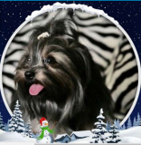 Чудесный подарок на Новый Год в Год Собаки - Йорк , щенок