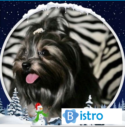 Чудесный подарок на Новый Год в Год Собаки - Йорк , щенок - изображение 1