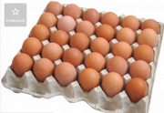 Инкубационное яйцо мясо-яички Фокси Чик Мастер Грей Редбро Испанка