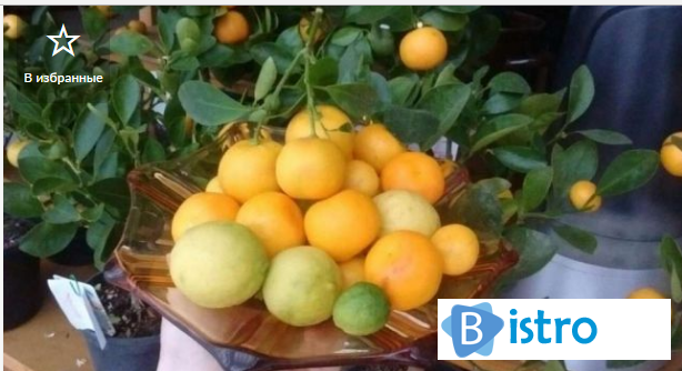 С плодами мандарин комнатный каламондин - изображение 1