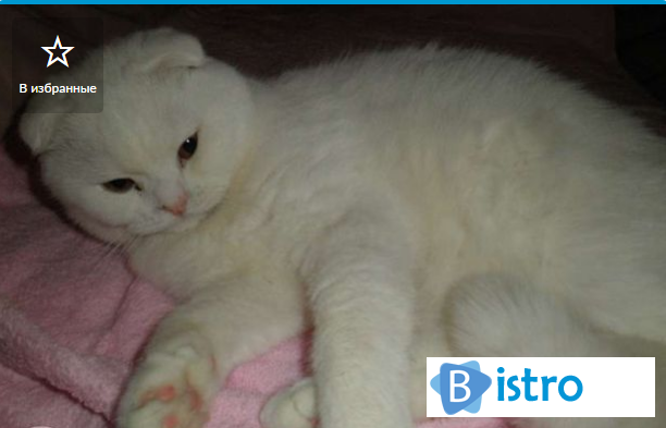 Кот на вязкe вислоухий белый кот. - изображение 1