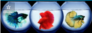 Отличный подарок аквариум круглый шар и рыбка петушок