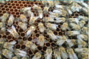 Пчелиные матки. Под заказ на 2018 год.