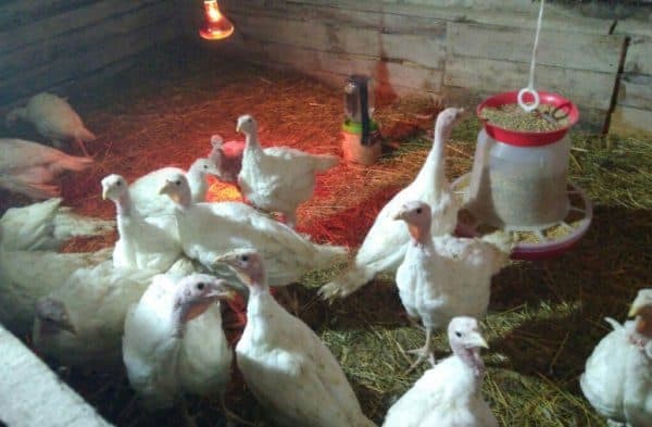 Инкубационные яйца разных видов птицы (кури, утки, гуси, индюки) - изображение 1