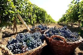 Сбор винограда на юге Франции - изображение 1