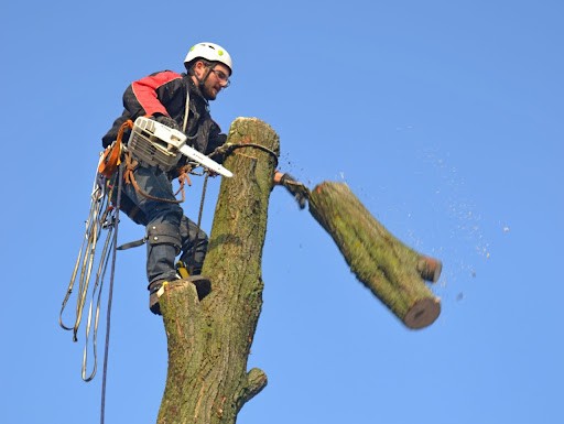 Требуется арборист, пильщик деревьев - изображение 1