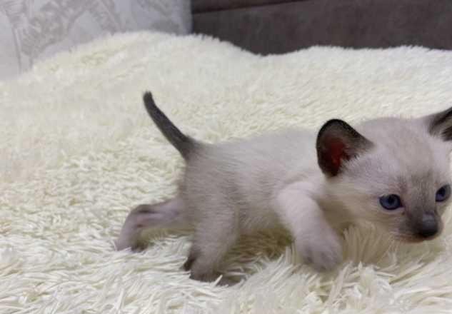 Котята тайской кошки - чудесный подарок! - изображение 1