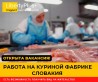 Словакия. Фабрика по переработке куриного мяса