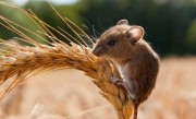Продам зерновую приманку от мышей