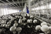 Зрізчиці на грибне виробництво