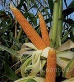 Продам семена кукурузы недорого, высокоурожайные сорта