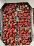 Набираємо працівників на збір ягоди
