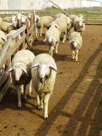 Продаются племенные овцы, Лиманское - изображение 1