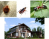 Обробка відкритих територій від кліщів, комарів. мурах та ін.