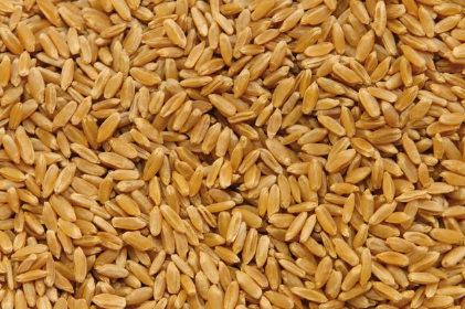 Пшеница оптом (FAS, FCA, CIF) - изображение 1