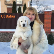 Цуценята золотистогo ретрівера Ot Bahur