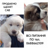 Продаємо щенка порода САО