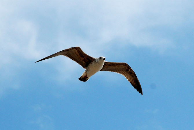 Онлайн-уроки дикції, сценічної мови, артикуляції, основ риторики - изображение 1