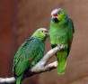 Ручные птенцы выкормыши Амазон Lilacine Amazon
