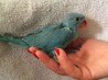 Эксклюзивные окрасы выкормышей - ожерелового попугая