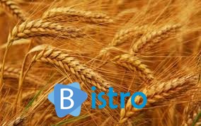 Продам жито - изображение 1