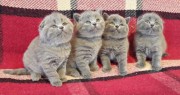 Шикарные плюшевые котята голубого окраса