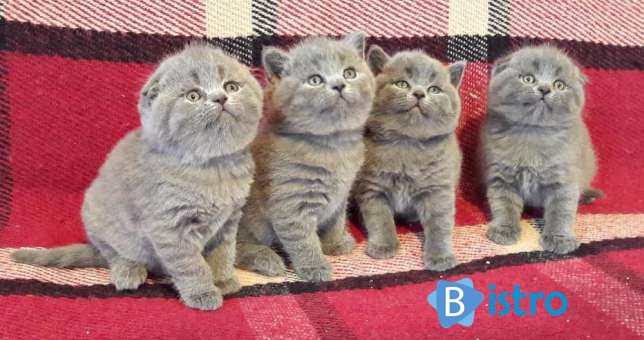 Шикарные плюшевые котята голубого окраса - изображение 1
